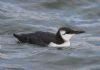 Guillemot at Southend Pier (Steve Arlow) (55366 bytes)